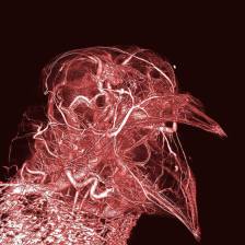 circulatory.system.of.a.bird