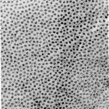 human.eye.membrane.jhuapl.1968