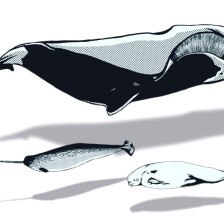 narwhal.beluga.bowhead.whale.credit.smithsonian.institute