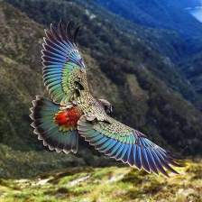 new.zealand.alpine.kea.parrot